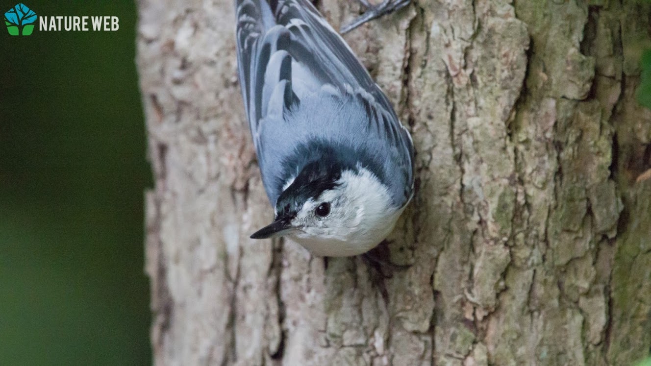 White-breasted Nuthatch